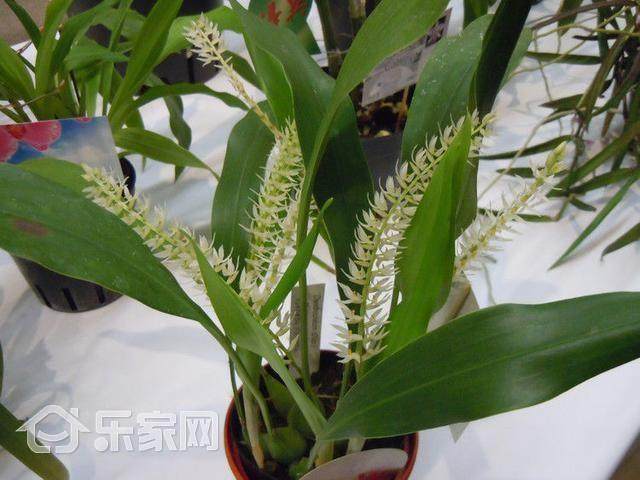 便宜又最耐寒的盆景植物 这个冬天就养它了