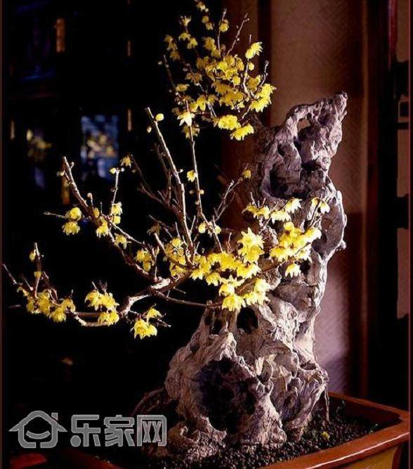 便宜又最耐寒的盆景植物 这个冬天就养它了