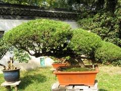 广告公司拿出了100多个如皋盆景的设计方案