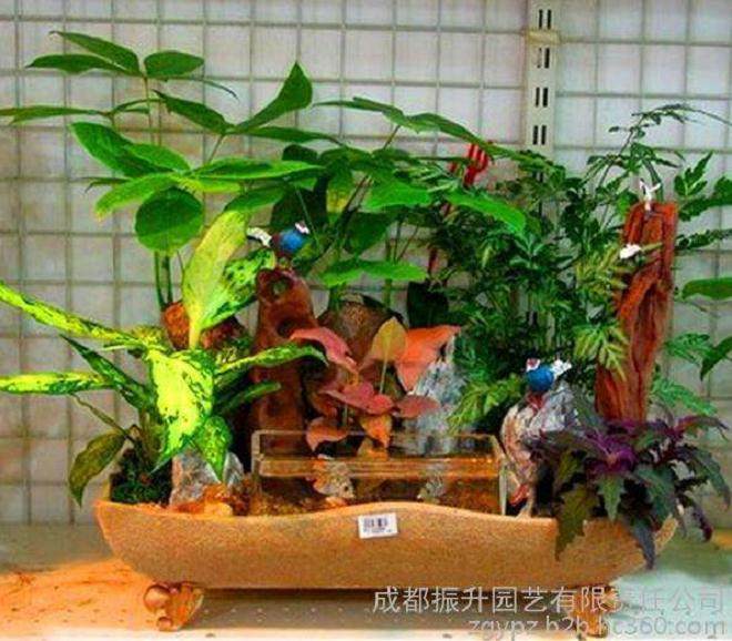 花鸟鱼虫市场上的无土栽培盆景 让人驻足观望