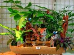 花鸟鱼虫市场上的无土栽培盆景 让人驻足观望