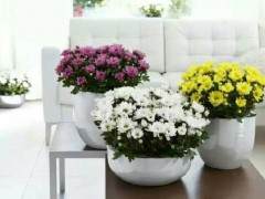 北京小菊盆景委员会成立已经11年