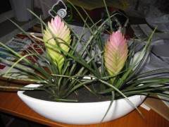 马勒的艺术歌曲显得是多么的简约盆景