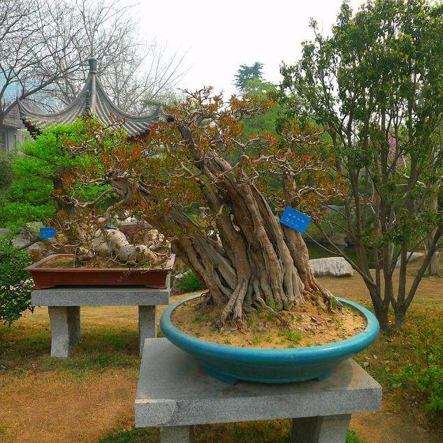 陕西省安康市举行的全国盆景展