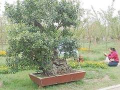 盆景再美观也代替不了田地的丰产