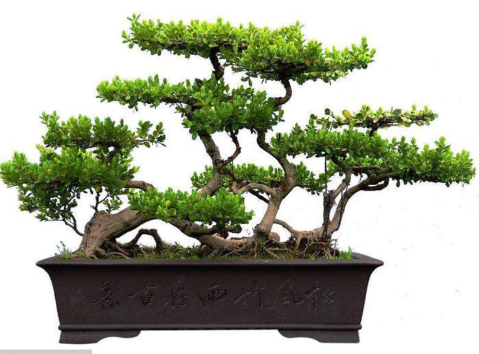 何厚铧详细了解扬派盆景的发展与传承