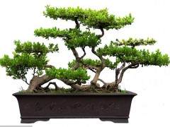 何厚铧详细了解扬派盆景的发展与传承