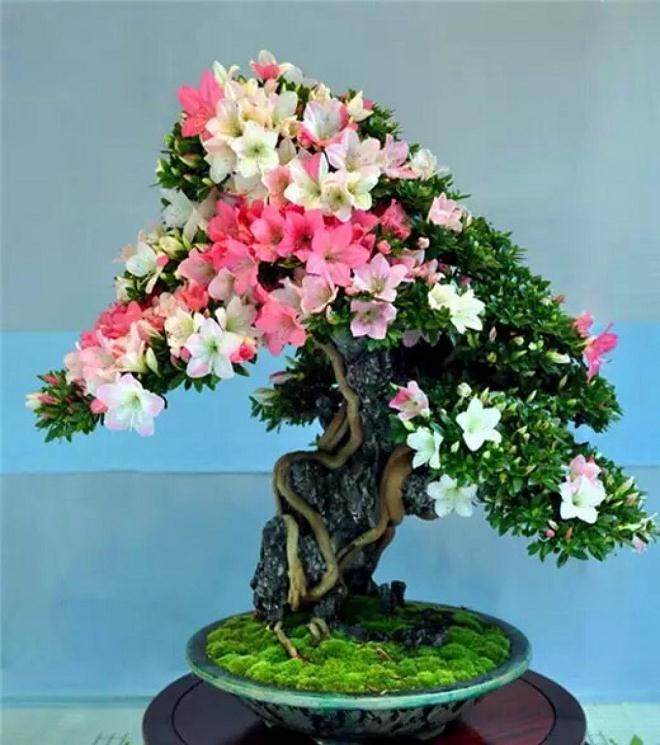 卖花渔村盆景前景很好 一盆就卖了5万元