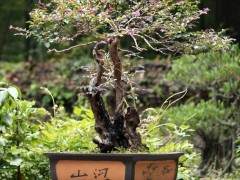 韩国盆栽组合协会14人来中国进行盆景考察