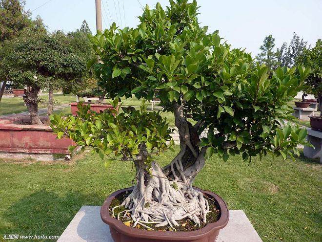 北京盆景艺术研究会成立20年成果丰硕