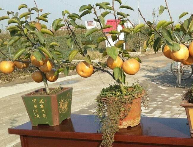 盆植   盆植绿化包括盆景梨树和梨树盆景