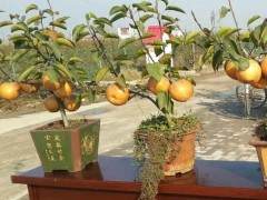 盆植   盆植绿化包括盆景梨树和梨树盆景