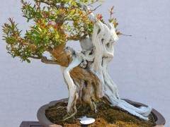 利比里亚邮票上的苏州盆景