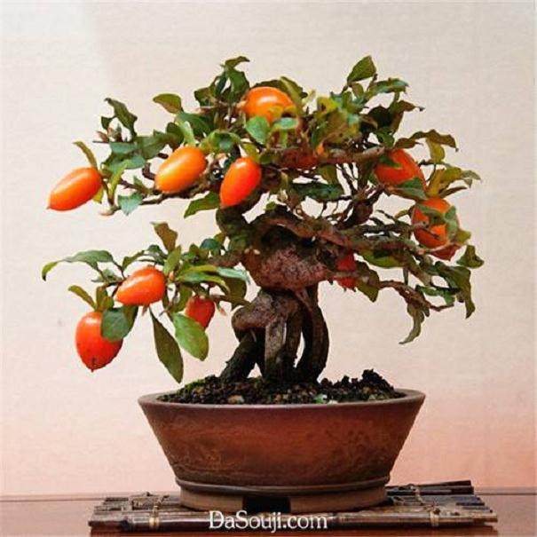 鲁城镇庞户村环山湖农业生态果树盆景种植基地