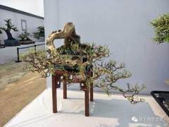 回忆9.18 讲述中国盆景在战争中的发展史