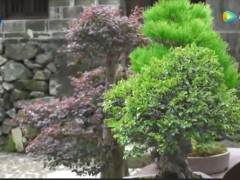 首届盆景文化节在墙头溪里方村举行