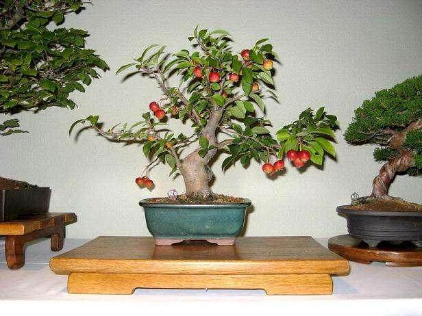 盆景综合病虫害的防治办法