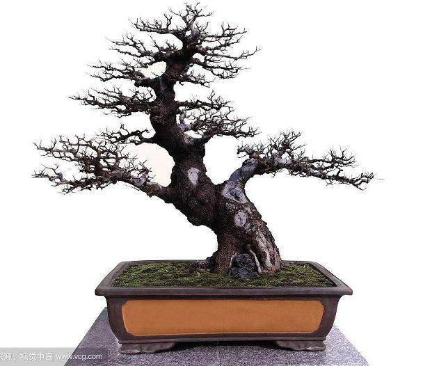 如何通过修剪让盆景获得良好的浅根系统?