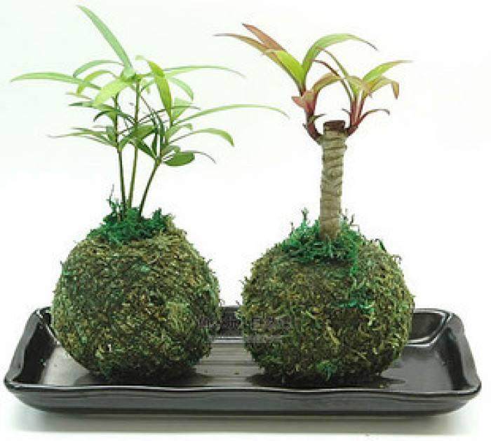 什么是完整的盆景根球？
