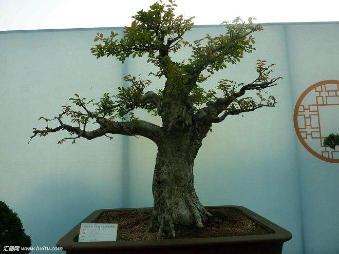 夏季高温将能对盆景的根源产生一些负面影响