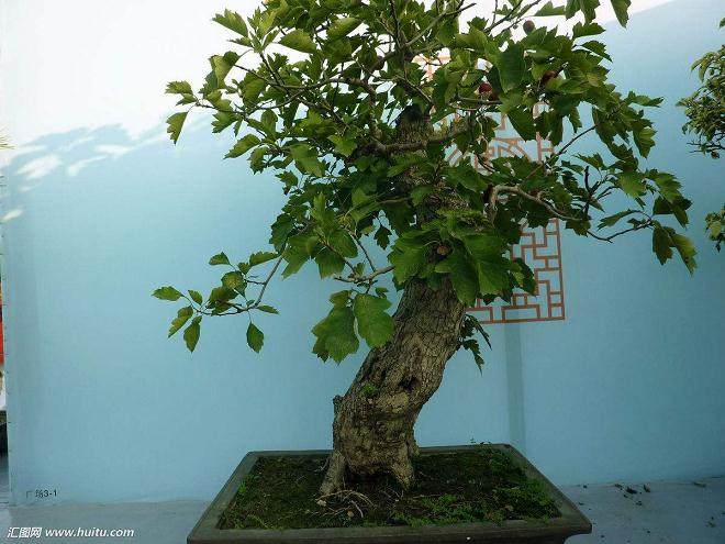 给盆景换盆时不知不觉中会犯下的哪些错误?