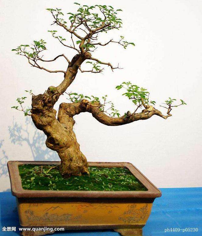 在春季 修剪盆景根部不会导致过多的水分蒸腾