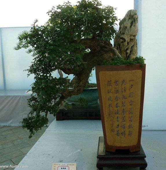 福建闽中盆景园的特色、盆景树石种类