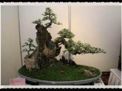 1985年 上海虹口公园举办了第一届全国盆景展