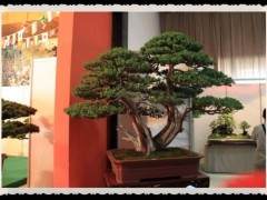 邹秋华十分强调搞盆景艺术的悟性