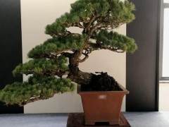 你知道收盆景徒弟的标准是什么？