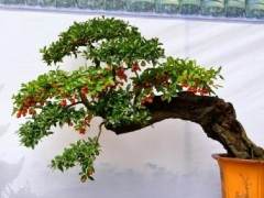 您觉得川派盆景和其他派别有什么区别？