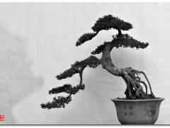 唯一位在世的川派盆景艺术大师  邹秋华
