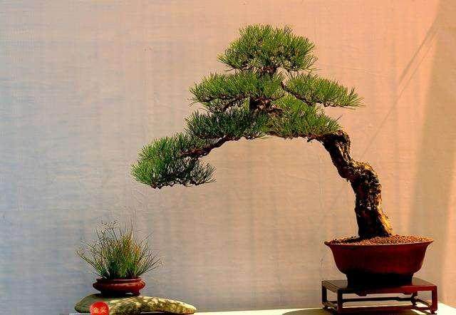 如何通过修剪盆景的根来操纵生长?