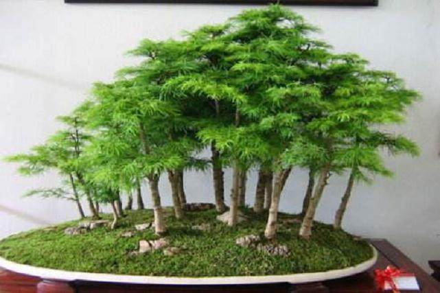 迷迭香盆景的翻盆与施肥