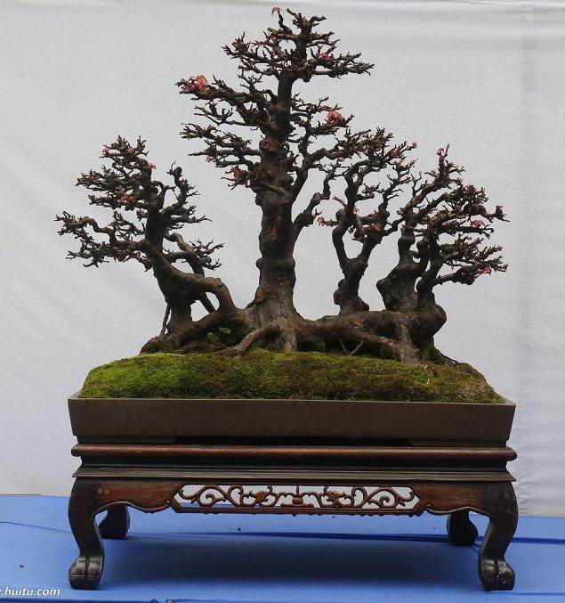 让盆景的种子发芽是一个非常长期的过程