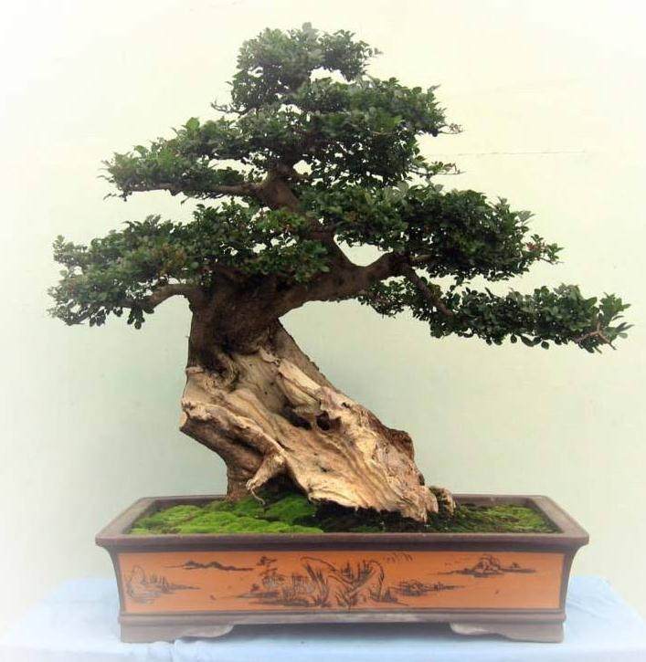 让盆景的种子发芽是一个非常长期的过程