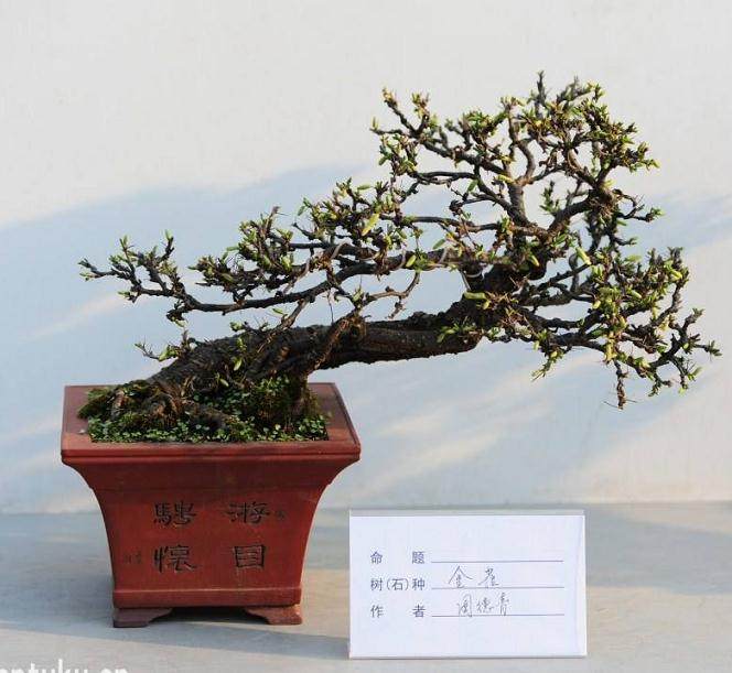 如何搭配盆子和盆景土壤之间的关系