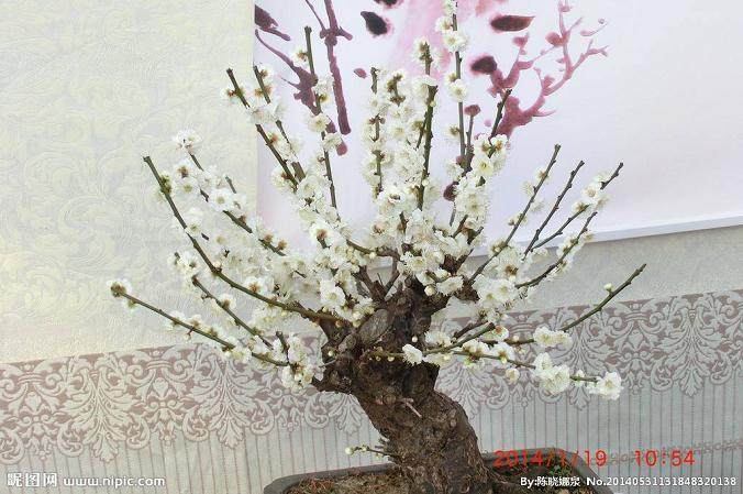 如何搭配盆子和盆景土壤之间的关系