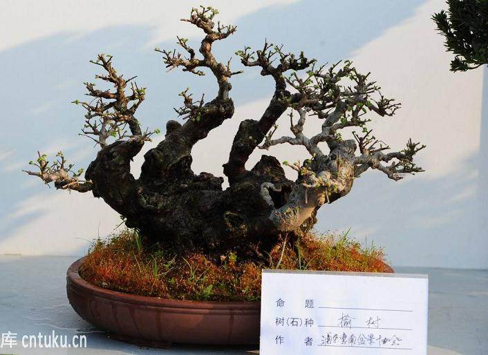 如何精心制作土壤来给盆景更好的养护?