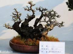 如何精心制作土壤来给盆景更好的养护