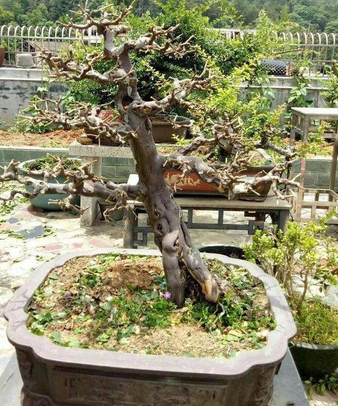 为什么盆景可以在炎热夏日的小盆子中存活?