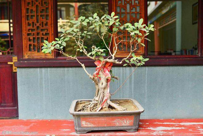 如何防治盆景虫害 -- 蜘蛛螨?