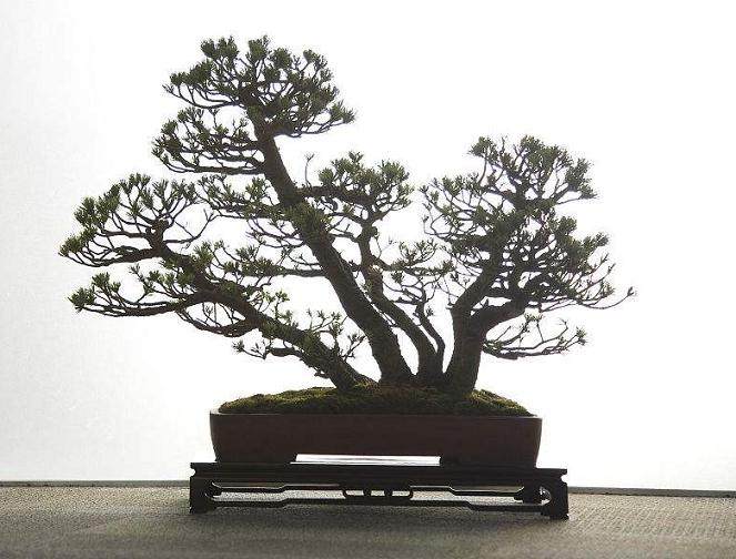 如何防治盆景虫害 - 蜘蛛螨