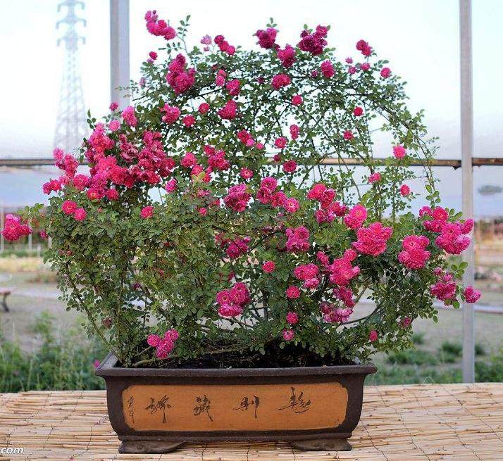 月季除盆栽、地栽观赏和做切花用外 还可制作盆景