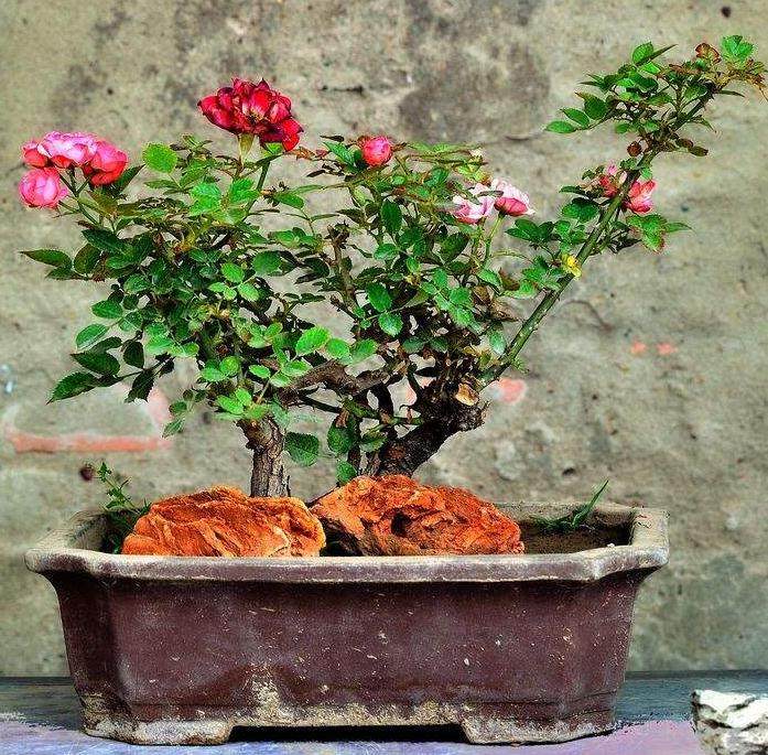 如何采取扦插的方式来制作月季盆景?