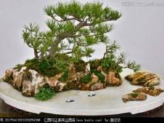 山水盆景通常用白色盆 但要不能与山石颜色相同