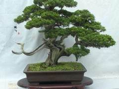 跟他们面前拿盆景谈赚钱 那就相当于扇她们嘴巴子