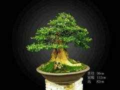 为申报中国黄杨文化博览园 就要重视黄杨盆景