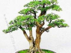 黄杨文化博览园放置大中小型盆景1100余盆