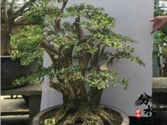 黄杨文化首先是园林文化 再次是盆景文化